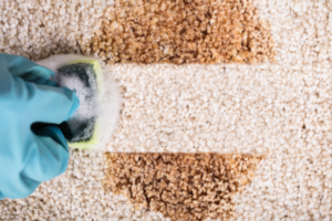 hot water extraction carpet cleaning process