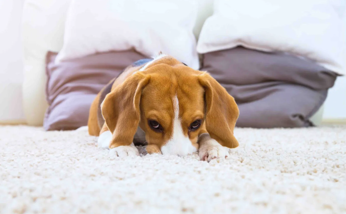 Professional carpet cleaning technician treating an old pet stain on a bedroom carpet in a Tennessee home